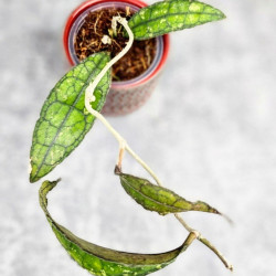 Hoya Clemensiorum Sumatra  #001 