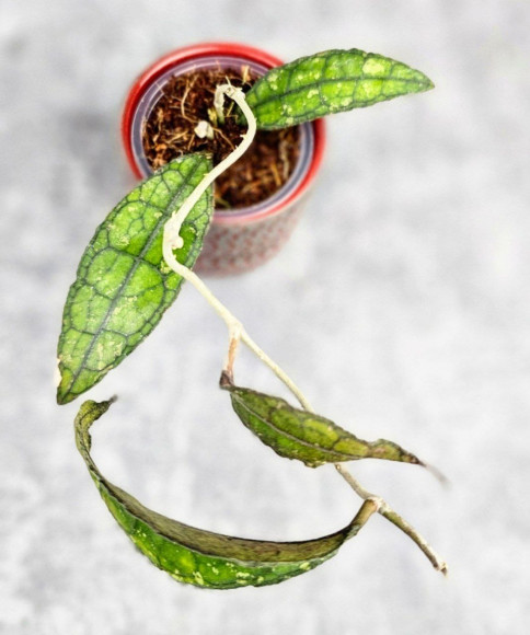 Hoya Clemensiorum Sumatra  #001 