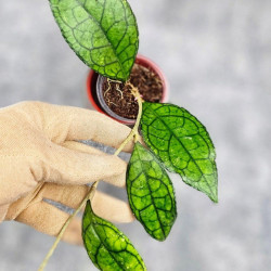 Hoya Clemensiorum Sarawak #002  