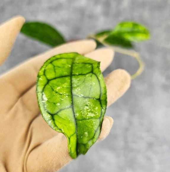 Hoya Clemensiorum Sarawak #002  