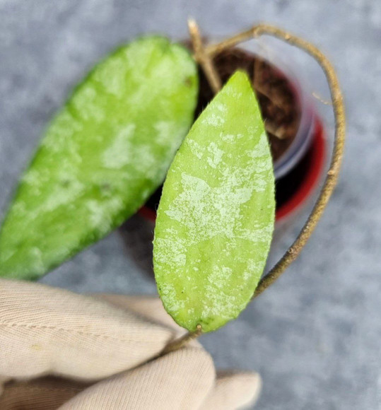 Hoya Caudata Aceh Hoya Caudata Aceh