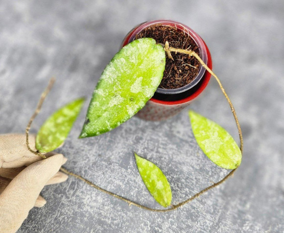 Hoya Caudata Aceh Hoya Caudata Aceh