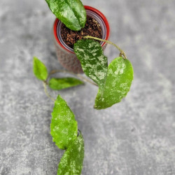 Hoya Caudata Aceh  High Splash  