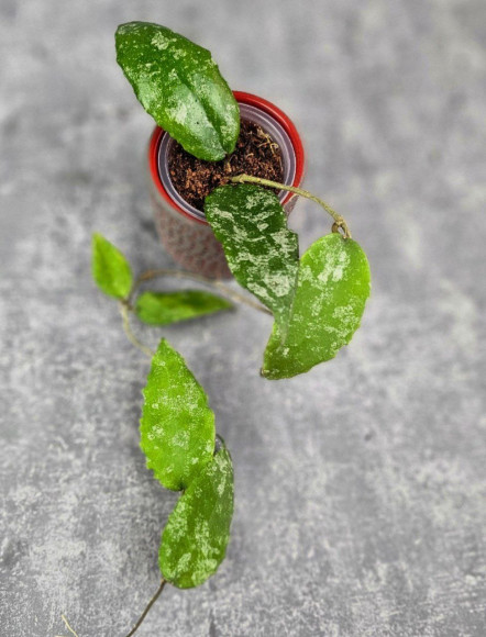 Hoya Caudata Aceh High Splash Hoya Caudata Aceh High Splash