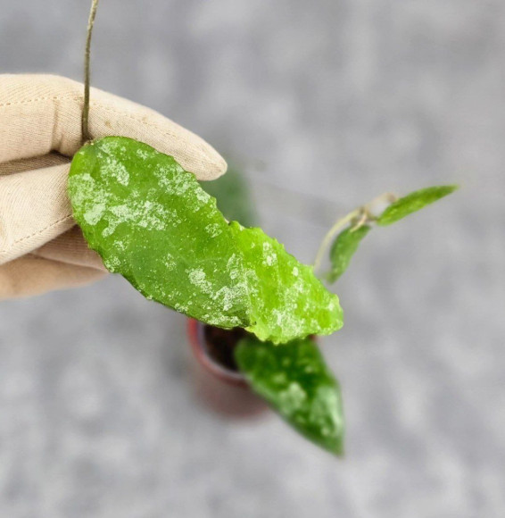 Hoya Caudata Aceh High Splash Hoya Caudata Aceh High Splash