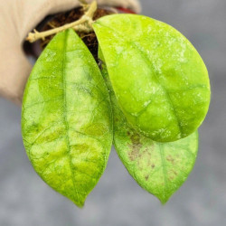 Hoya Aff Lambii Splash  