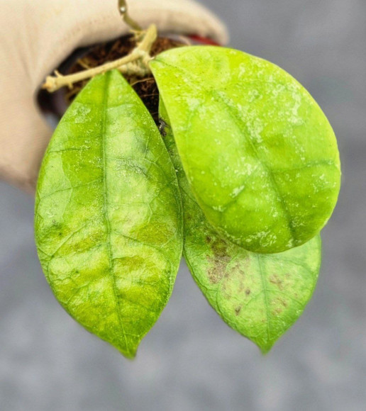 Hoya Aff Lambii Splash Hoya Aff Lambii Splash