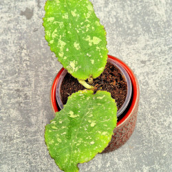 Hoya Undulata Red Leaf 