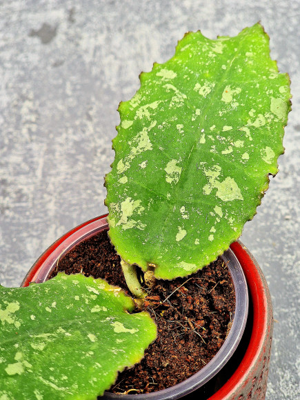 Hoya Undulata Red Leaf Hoya Undulata Red Leaf