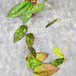 Hoya Caudata Aceh Red Big Leaf  