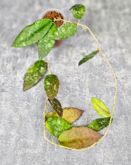 Hoya Caudata Aceh Red Big Leaf Hoya Caudata Aceh Red Big Leaf