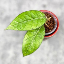 Hoya Sp. Aceh Shogun Black Margin 