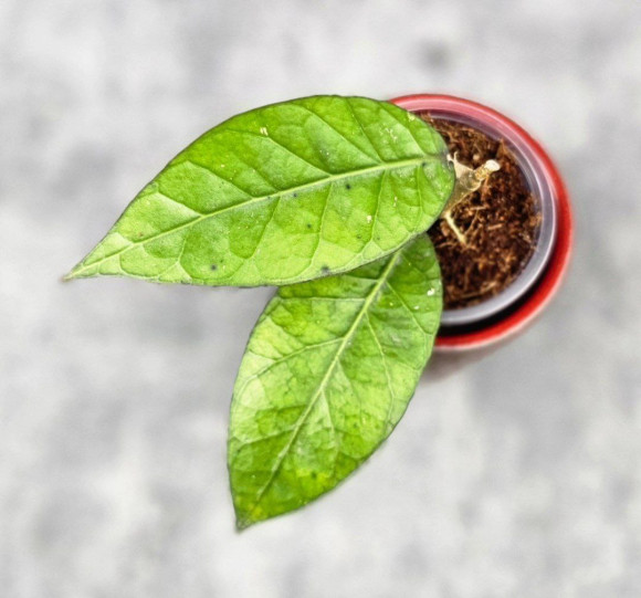 Hoya Sp. Aceh Shogun Black Margin Hoya Sp. Aceh Shogun Black Margin