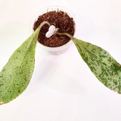 Hoya Fulgentha  