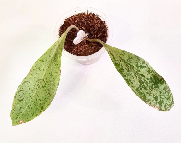 Hoya Fulgentha  