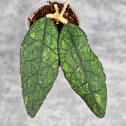 Hoya Clemensiorum Aceh #003