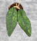 Hoya Clemensiorum Aceh #003