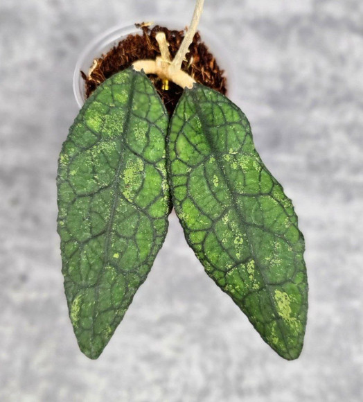 Hoya Clemensiorum Aceh #003