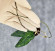 Hoya Clemensiorum Aceh #003