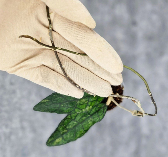 Hoya Clemensiorum Aceh #003