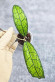Hoya Clemensiorum Aceh #026      