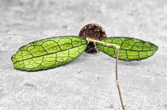 Hoya Clemensiorum Aceh #026      