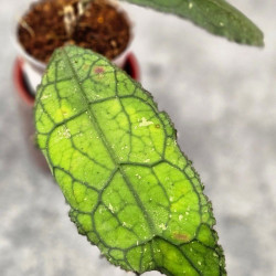 Hoya Clemensiorum Aceh ar #130