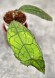 Hoya Clemensiorum Aceh ar #130