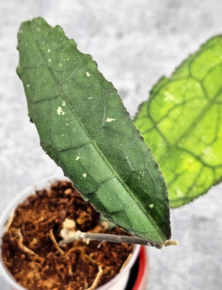 Hoya Clemensiorum Aceh ar #130