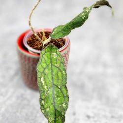 Hoya Clemensiorum Sumatra  #001  