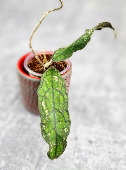 Hoya Clemensiorum Sumatra  #001  