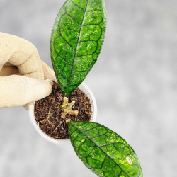 Hoya Clemensiorum Sarawak #002   