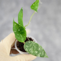 Hoya Caudata Aceh  High Splash  