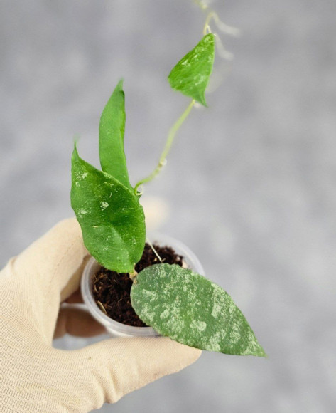 Hoya Caudata Aceh High Splash Hoya Caudata Aceh High Splash