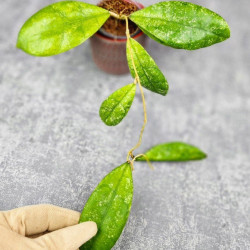 Hoya Aff Lambii Splash  