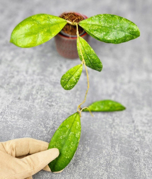 Hoya Aff Lambii Splash Hoya Aff Lambii Splash