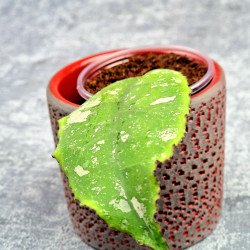 Hoya Undulata Red Leaf  