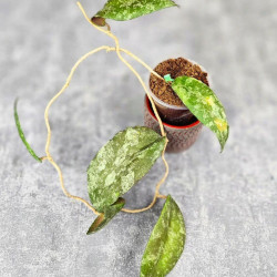 Hoya Caudata Aceh Red Big Leaf  