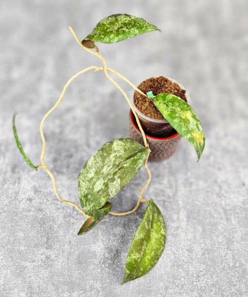 Hoya Caudata Aceh Red Big Leaf Hoya Caudata Aceh Red Big Leaf