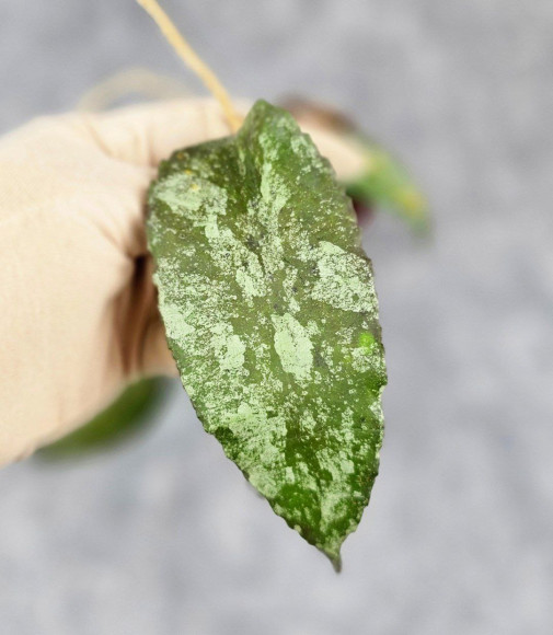 Hoya Caudata Aceh Red Big Leaf Hoya Caudata Aceh Red Big Leaf