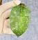 Hoya Caudata Aceh Red Big Leaf Hoya Caudata Aceh Red Big Leaf