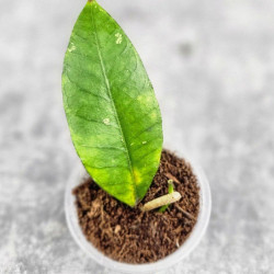 Hoya Sp. Aceh Badak Uken 