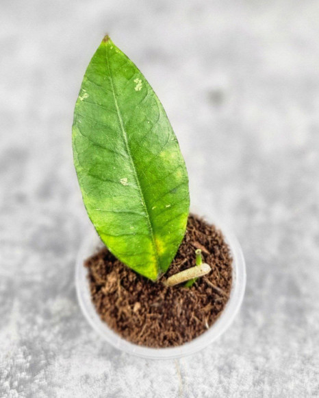 Hoya Sp. Aceh Badak Uken 