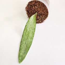 Hoya Sp Bengkulu Silver 