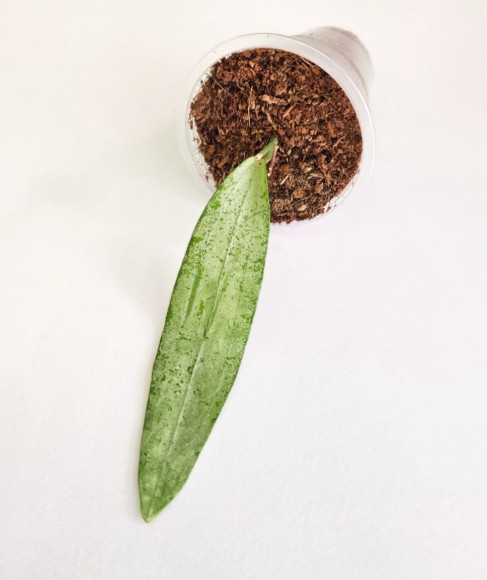 Hoya Sp Bengkulu Silver 