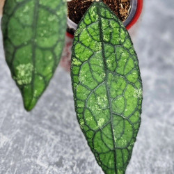 Hoya Clemensiorum Aceh #003 