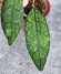 Hoya Clemensiorum Aceh #003 