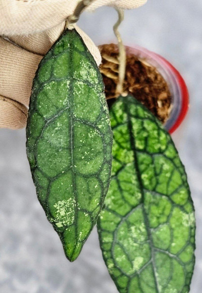 Hoya Clemensiorum Aceh #003 