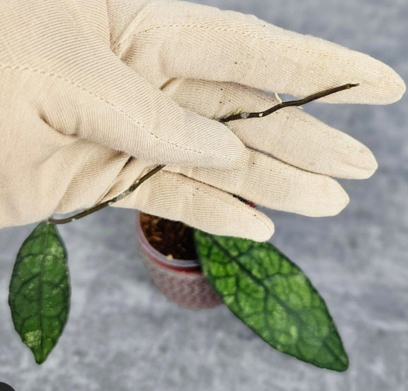 Hoya Clemensiorum Aceh #003 