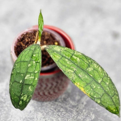 Hoya Clemensiorum Aceh #026       